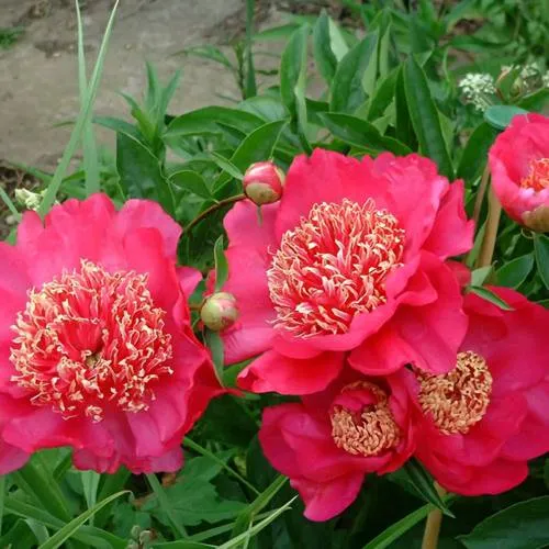 Пион БАРРИНГТОН БЕЛЬ травянистый  Пион БАРРИНГТОН БЕЛЬ травянистый в Новосибирске