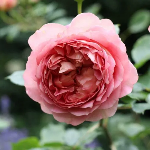 Саженцы роз РИДЖЕНТС ПАРК чайно-гибридная  Саженцы роз РИДЖЕНТС ПАРК чайно-гибридная в Новосибирске