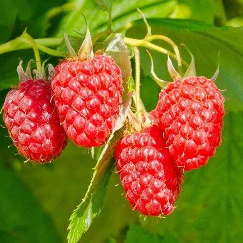 Малина ИЗОБИЛЬНАЯ  Малина ИЗОБИЛЬНАЯ в Новосибирске