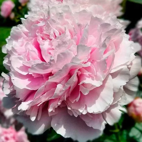 саженцы пиона саженцы пиона