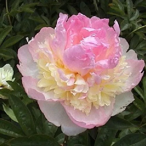 Пион РАСБЕРРИ САНДЕЙ травянистый  Пион РАСБЕРРИ САНДЕЙ травянистый в Новосибирске