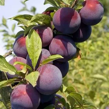 Поздняя  Поздняя в Новосибирске