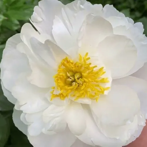 Пион ДУБЛИН травянистый  Пион ДУБЛИН травянистый в Новосибирске