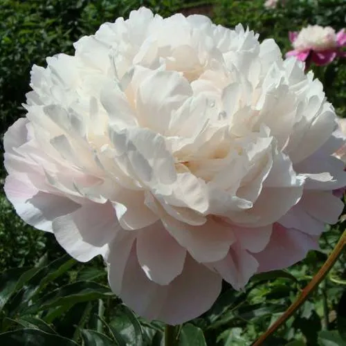 Пион ВОГ травянистый  Пион ВОГ травянистый в Новосибирске