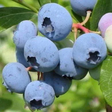 Поздние сорта  Поздние сорта в Новосибирске