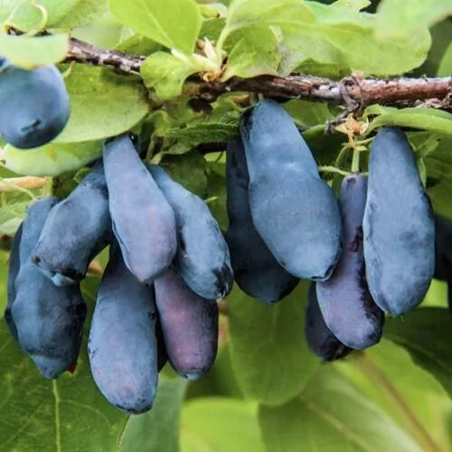 Жимолость съедобная СИБИРЯЧКА  Жимолость съедобная СИБИРЯЧКА в Новосибирске