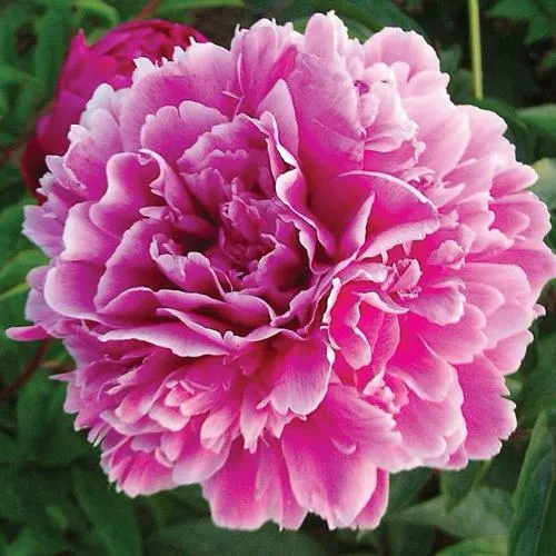 Пион ПУРПУРНАЯ ФЕЕРИЯ травянистый  Пион ПУРПУРНАЯ ФЕЕРИЯ травянистый в Новосибирске