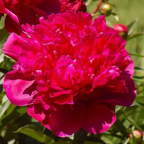 Пион БИГ БЕН травянистый  Пион БИГ БЕН травянистый в Новосибирске