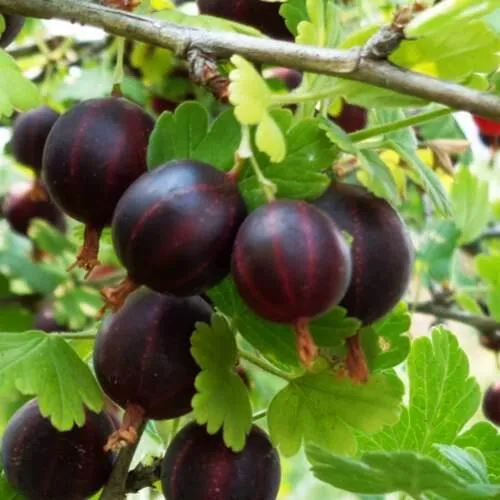 Крыжовник СЕВЕРНЫЙ КАПИТАН  Крыжовник СЕВЕРНЫЙ КАПИТАН в Новосибирске