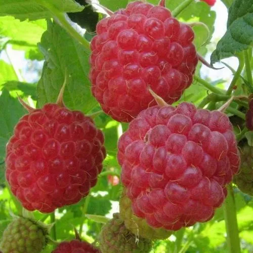 Малина НОВОСТЬ КУЗЬМИНА   Малина НОВОСТЬ КУЗЬМИНА  в Новосибирске