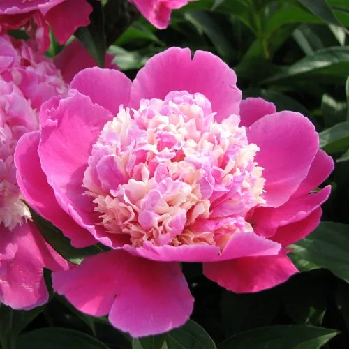 Пион КОРА СТАББС травянистый  Пион КОРА СТАББС травянистый в Новосибирске