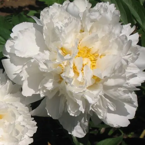 Пион БОУЛ ОФ КРИМ травянистый  Пион БОУЛ ОФ КРИМ травянистый в Новосибирске