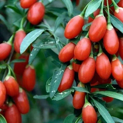 Годжи NEW BIG  Годжи NEW BIG в Новосибирске