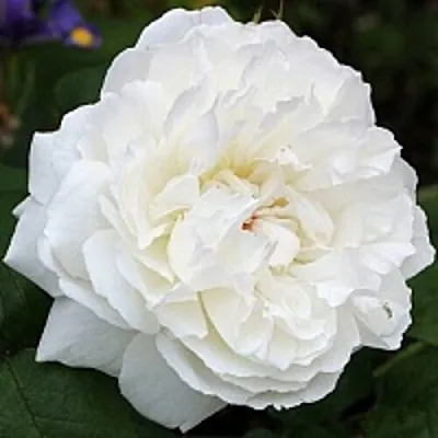 Саженцы роз ВИНЧЕСТЕР КАФЕДРАЛ английская  Саженцы роз ВИНЧЕСТЕР КАФЕДРАЛ английская в Новосибирске