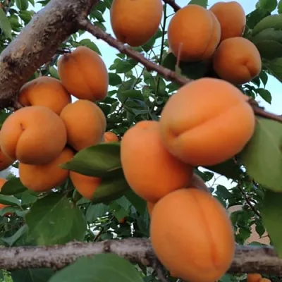 Абрикос ГОЛД РИЧ  Абрикос ГОЛД РИЧ в Новосибирске