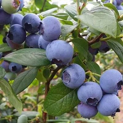 Голубика БЛЮГОЛД  Голубика БЛЮГОЛД в Новосибирске
