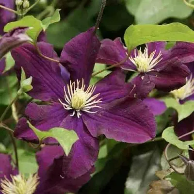 Клематис ГЕРОИ ВАРШАВЫ  Клематис ГЕРОИ ВАРШАВЫ в Новосибирске