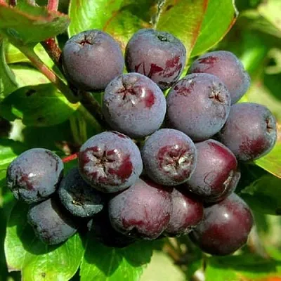 Рябина ЛИКЁРНАЯ сладкоплодная в Новосибирске