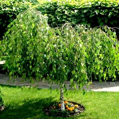 Береза Береза в Новосибирске