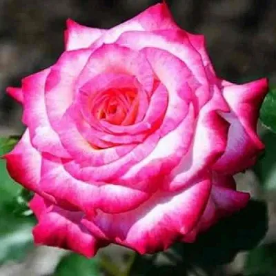 Саженцы роз АРИФА флорибунда  Саженцы роз АРИФА флорибунда в Новосибирске