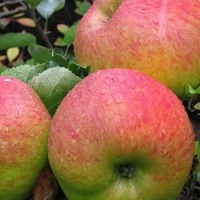 Яблоня ЯБЛОЧНЫЙ СПАС  Яблоня ЯБЛОЧНЫЙ СПАС в Новосибирске