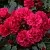 Саженцы роз РАДОСТЬ САДОВНИКА (ГАРТЕН ФРОЙДЕ) почвопокровная в Новосибирске