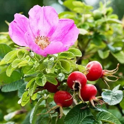 Шиповник   Шиповник  в Новосибирске