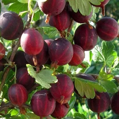 Крыжовник ХИННОМАКИ РОТ в Новосибирске