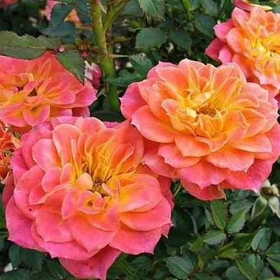 Саженцы роз МАНДАРИН миниатюрная в Новосибирске