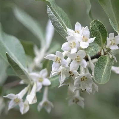 ЛОХ СЕРЕБРИСТЫЙ  ЛОХ СЕРЕБРИСТЫЙ в Новосибирске