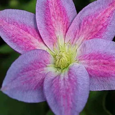 Клематис ЧЕЙНДЖ ОФ ХАРТ  Клематис ЧЕЙНДЖ ОФ ХАРТ в Новосибирске