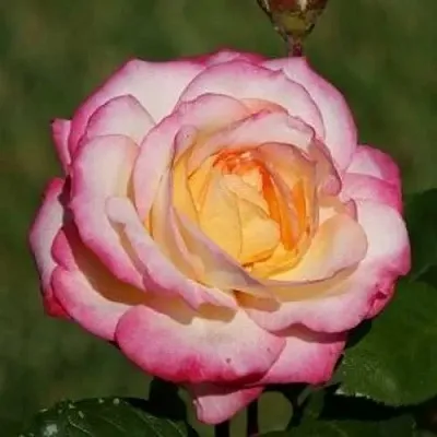 Саженцы роз ЛАМИНУЭТ флорибунда  Саженцы роз ЛАМИНУЭТ флорибунда в Новосибирске