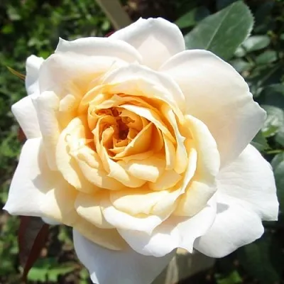 Саженцы роз ЛИОНС РОУЗ флорибунда  Саженцы роз ЛИОНС РОУЗ флорибунда в Новосибирске