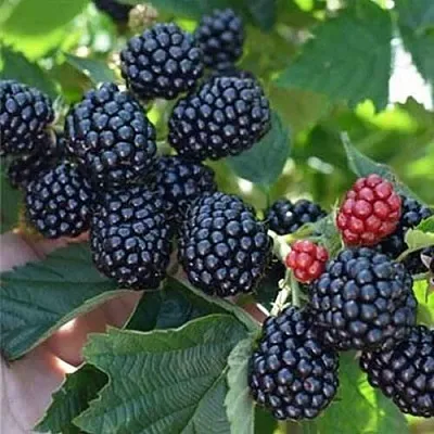 Ежевика ПОЛАР бесшипная  Ежевика ПОЛАР бесшипная в Новосибирске