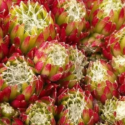 Молодило ХУКЕРА в Новосибирске