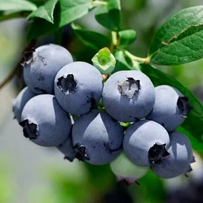 Голубика СИЕРРА  Голубика СИЕРРА в Новосибирске