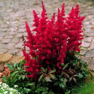 Астильба ГЛАТ Арендса — описание сорта Астильба ГЛАТ Арендса в Новосибирске