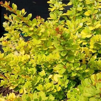 Барбарис СЕНСЕЙШЕН тунберга  Барбарис СЕНСЕЙШЕН тунберга в Новосибирске