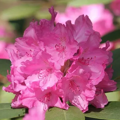 Рододендрон ЛУМИНА в Новосибирске