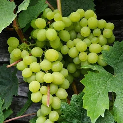 Виноград АЛЕШЕНЬКИН в Новосибирске