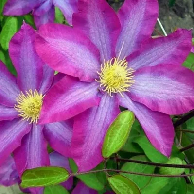 Клематис КАКИО  Клематис КАКИО в Новосибирске