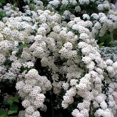 Спирея ВАНГУТТА  Спирея ВАНГУТТА в Новосибирске