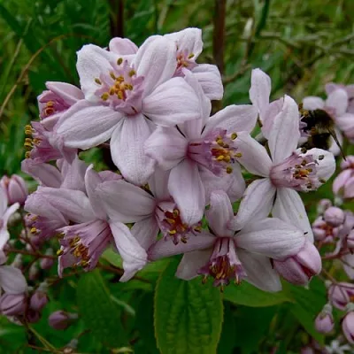 Дейция МОУНТ РОУЗ  Дейция МОУНТ РОУЗ в Новосибирске