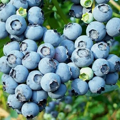 Голубика ПУРУ  Голубика ПУРУ в Новосибирске