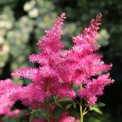 Астильба САННИ ДЕЙ гибридная  Астильба САННИ ДЕЙ гибридная в Новосибирске
