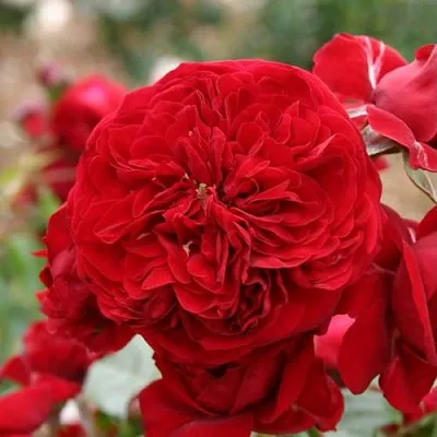 Саженцы роз КРАСНАЯ ШАПОЧКА флорибунда  Саженцы роз КРАСНАЯ ШАПОЧКА флорибунда в Новосибирске