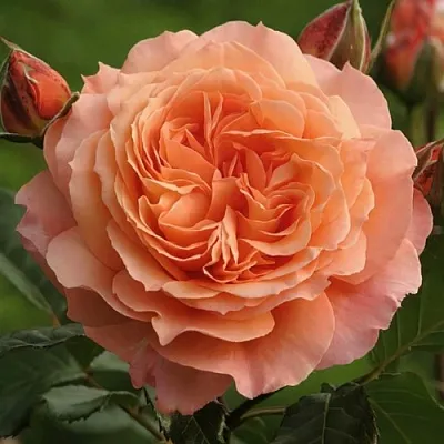 Саженцы роз БЕЛЬВЕДЕР шраб  Саженцы роз БЕЛЬВЕДЕР шраб в Новосибирске