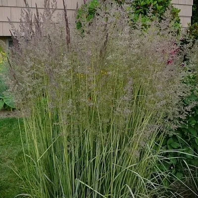 Вейник АВАЛАНШ остроцветковый  Вейник АВАЛАНШ остроцветковый в Новосибирске