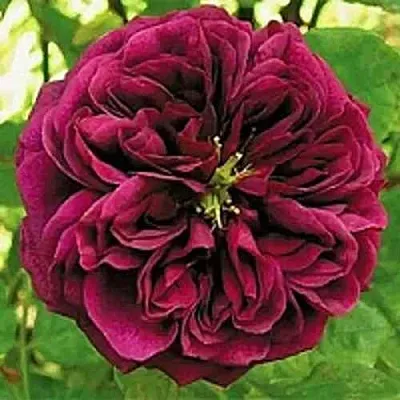 Саженцы роз ЗЕ ПРИНЦ английская  Саженцы роз ЗЕ ПРИНЦ английская в Новосибирске