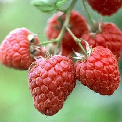 Малина ХЕРИТЕЙДЖ  Малина ХЕРИТЕЙДЖ в Новосибирске